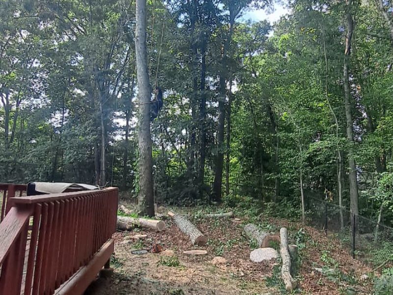 Tree Removal (2)