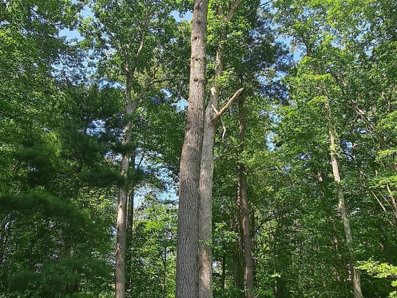 Tree Services (2)