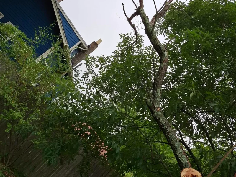 Tree Trimming 02-09-26 (2)