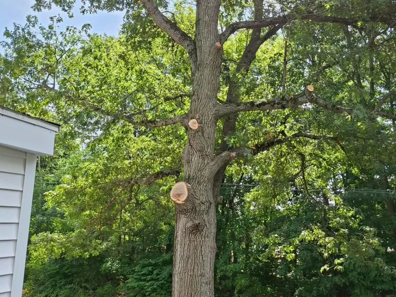 Tree Trimming 02-09-26 (3)